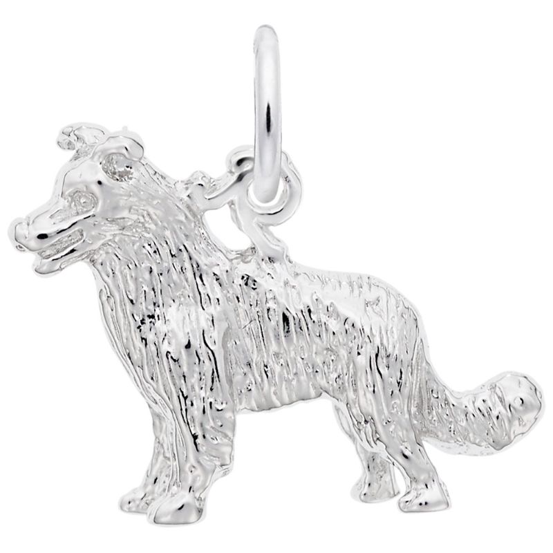 BORDER COLLIE