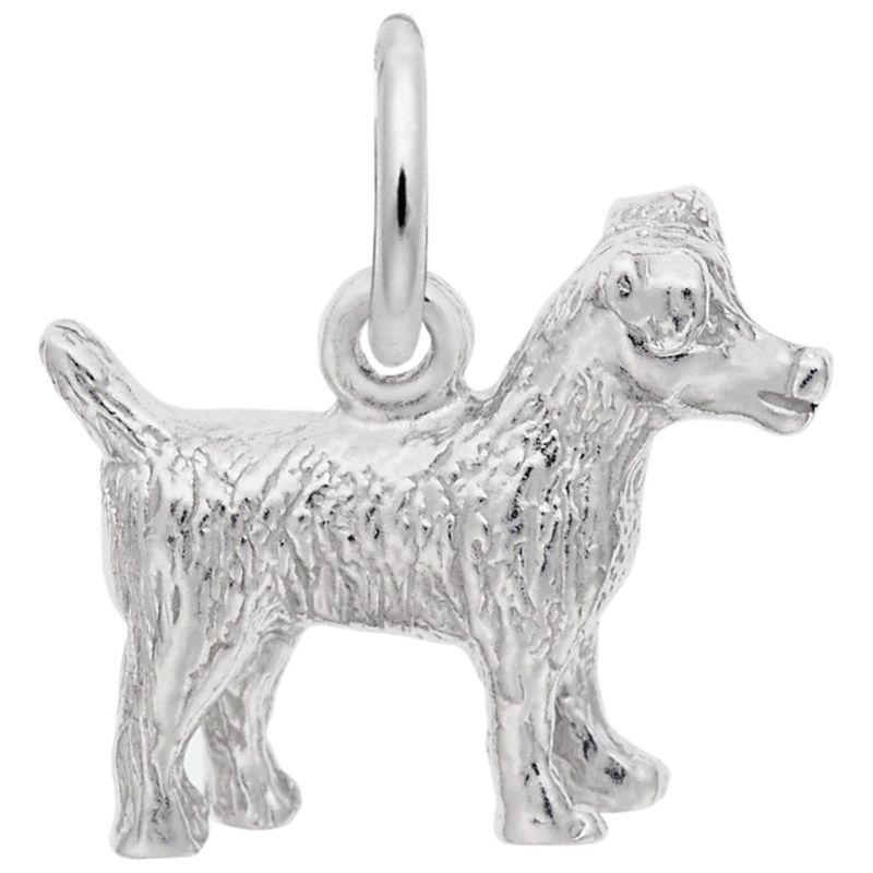 JACK RUSSELL TERRIER